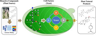 Editorial: Engineering Yeast to Produce Plant Natural Products